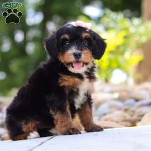 Sweet Caroline, Mini Bernedoodle Puppy